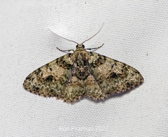 Myrioblephara harutai