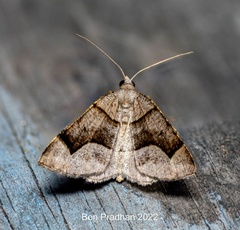 Anonychia diversilinea