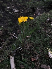 Hymenoxys integrifolia