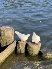 Columba livia domestica