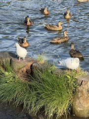 Columba livia domestica