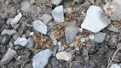 Stellaria humifusa