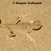 Phrynocephalus arabicus - Photo (c) hossein_nabizadeh, algunos derechos reservados (CC BY-NC)