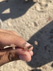 Eremocarya micrantha