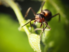 Formica rufa