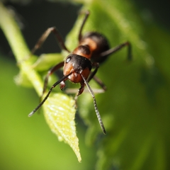Formica rufa