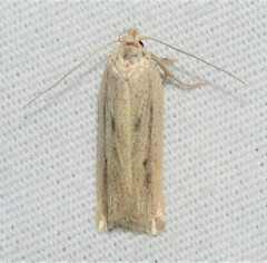 Gonioterma mistrella