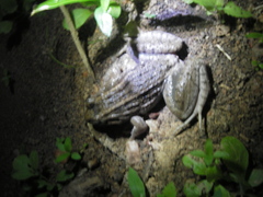 Leptodactylus macrosternum