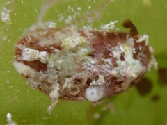 Lepidochitona liozonis