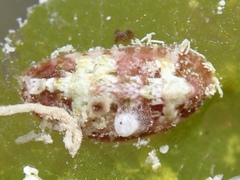 Lepidochitona liozonis