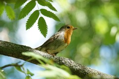 Erithacus rubecula