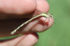 Lestes disjunctus