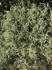 Achyrocline saturejoides