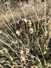 Achyrocline saturejoides