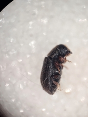 Polygraphus rufipennis