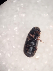 Polygraphus rufipennis