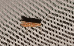 Phyllonorycter corylifoliella