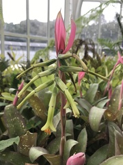 Billbergia distachia