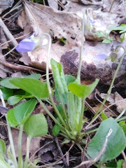 Viola collina
