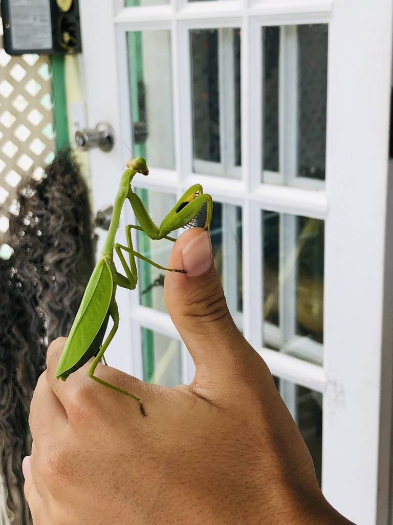 Stagmatoptera cerdai