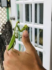 Stagmatoptera cerdai
