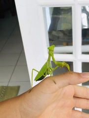 Stagmatoptera cerdai