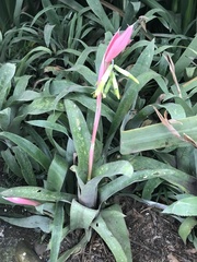 Billbergia distachia