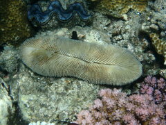 Ctenactis