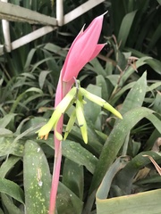 Billbergia distachia