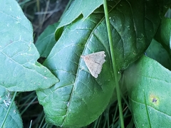 Chytolita morbidalis