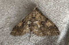 Elophila faulalis