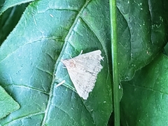 Chytolita morbidalis