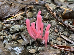 Clavaria rosea