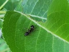 Camponotus subbarbatus