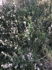 Baccharis dracunculifolia