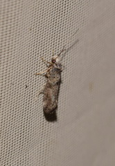 Swammerdamia pyrella