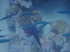 Caesio striata