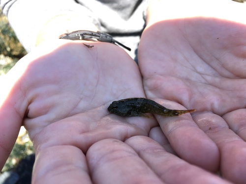 Oligocottus maculosus