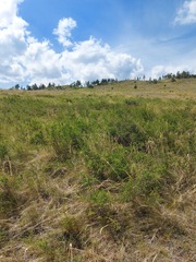 Spiraea aquilegifolia