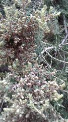 Melaleuca lanceolata