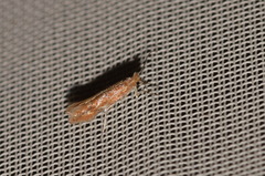 Phyllonorycter corylifoliella