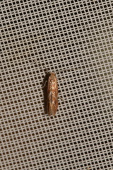 Phyllonorycter corylifoliella