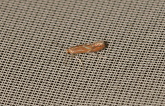Phyllonorycter corylifoliella