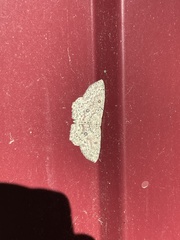 Cyclophora pendularia