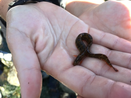 Pholis ornata