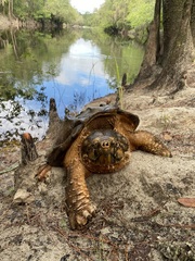 Macrochelys suwanniensis