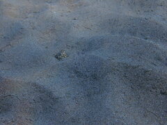 Callechelys marmorata