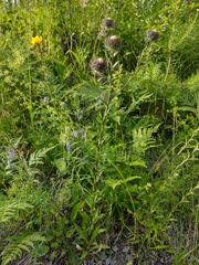 Carlina biebersteinii