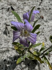 Dyschoriste oblongifolia