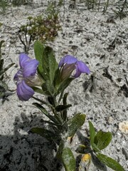 Dyschoriste oblongifolia